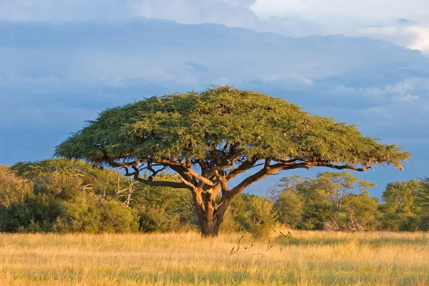 Acacia tree savanna