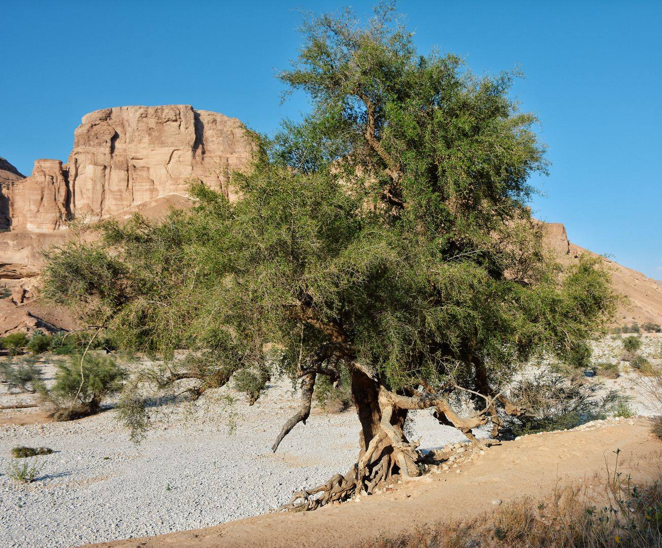 sidr tree in Yemen