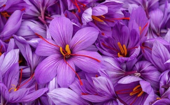 maximum yield hydroponics saffron